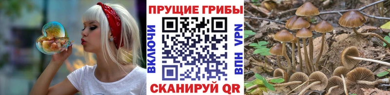 Псилоцибиновые грибы Psilocybe  Купить закладки  Реутов 